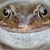 Common frog (Rana temporaria) male calling, in garden pond in spring, Warwickshire, UK